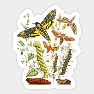 Hawk Moth Caterpillar Vintage Scientific Entomology Butterfly Natural History Sticker